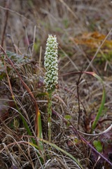 Platanthera elegans decurtata
