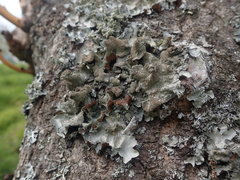 Parmotrema subtinctorium