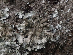 Parmotrema subtinctorium