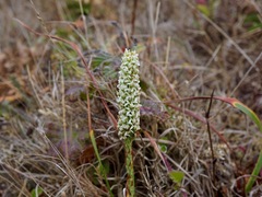 Platanthera elegans decurtata