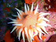 Anthostella stephensoni