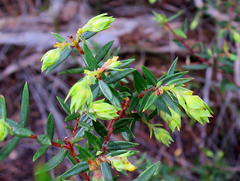 Penaea acutifolia
