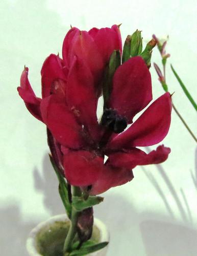 Babiana villosa