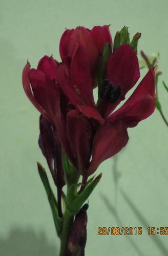 Babiana villosa