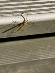 Doldina interjungens