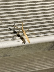 Doldina interjungens