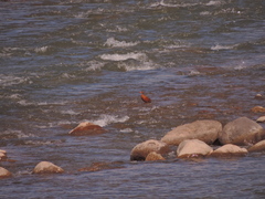 Merganetta armata armata