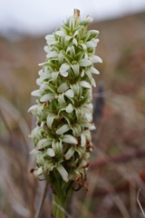 Platanthera elegans decurtata