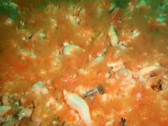 Thyone aurea