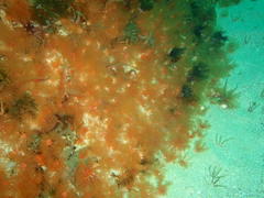 Thyone aurea