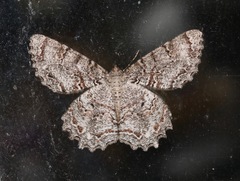Epimecis hortaria image