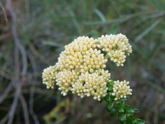 Cassinia denticulata