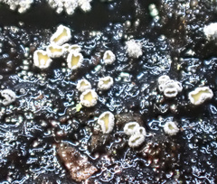 Proliferodiscus pulveraceus