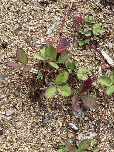 Virginia strawberry