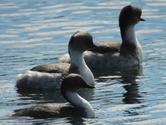 Podiceps occipitalis