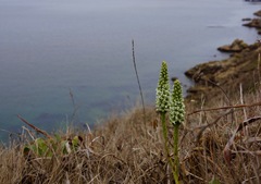 Platanthera elegans decurtata