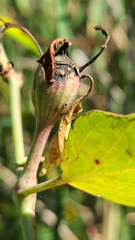 Neolasioptera allioniae