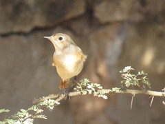 Phoenicurus phoenicurus phoenicurus