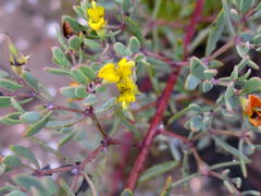 Rafnia capensis capensis