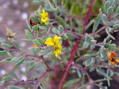 Rafnia capensis capensis