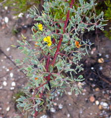 Rafnia capensis capensis