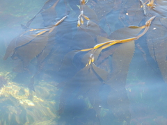 Macrocystis pyrifera