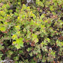Arctostaphylos morroensis