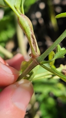 Neolasioptera allioniae