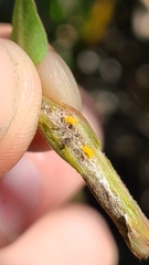 Neolasioptera allioniae