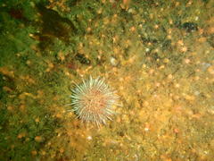 Thyone aurea
