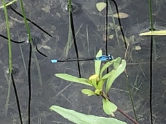 Enallagma geminatum
