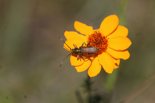 Ochraethes palmeri
