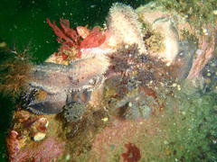 Pentacta doliolum