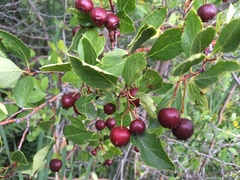 Crataegus rivularis