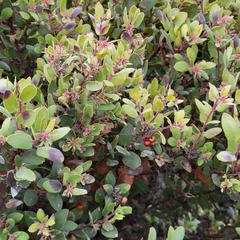 Arctostaphylos morroensis