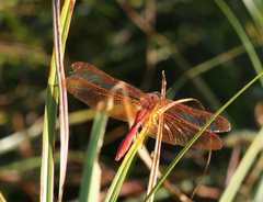 Sympetrum croceolum
