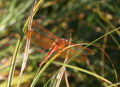 Sympetrum croceolum