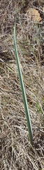 Cyrtanthus contractus