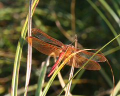 Sympetrum croceolum