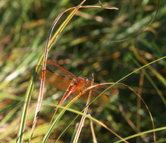Sympetrum croceolum