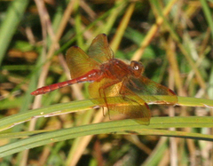 Sympetrum croceolum