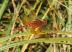 Sympetrum croceolum