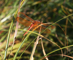 Sympetrum croceolum