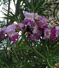 Bombus pensylvanicus