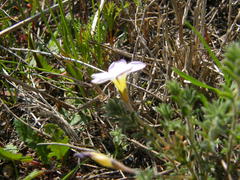 Oxalis hirta hirta