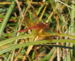 Sympetrum croceolum