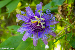 Passiflora