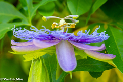 Passiflora