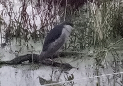 Nycticorax nycticorax