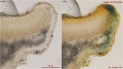 Bisporella subpallida